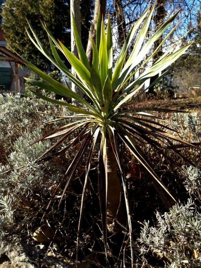 Bajonett-Yucca 17