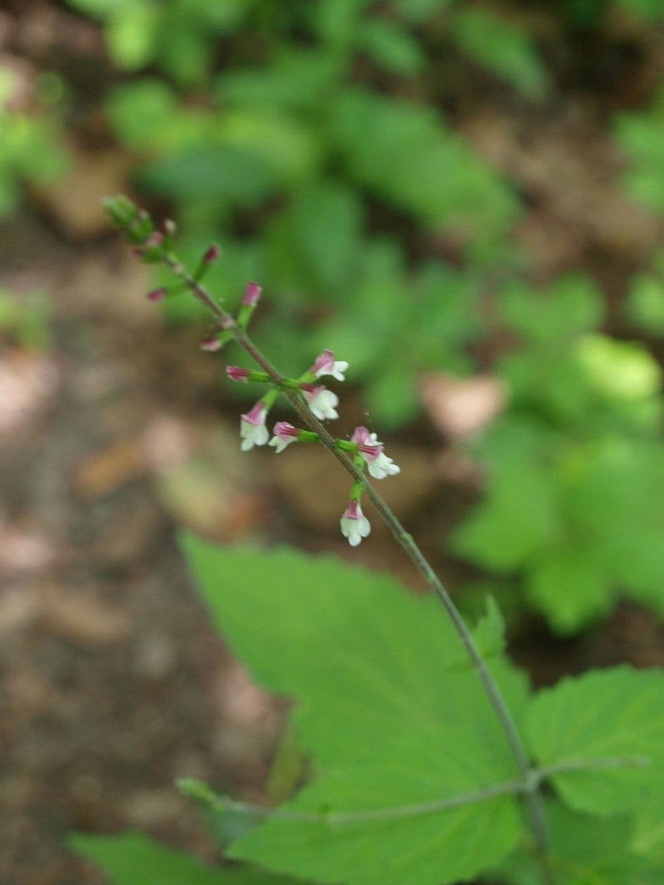 Phryma leptostachya 3
