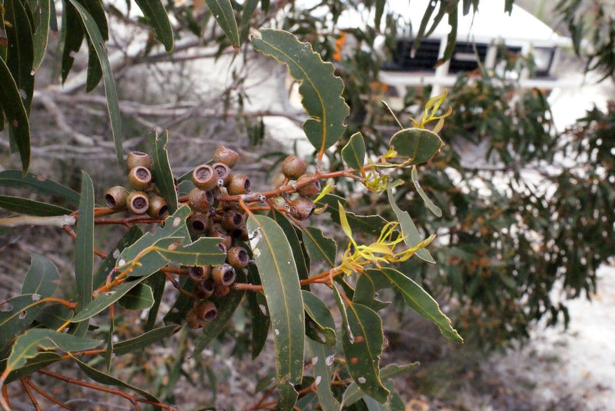 Cork mallee 7