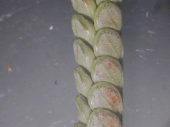 Paspalum scrobiculatum 18