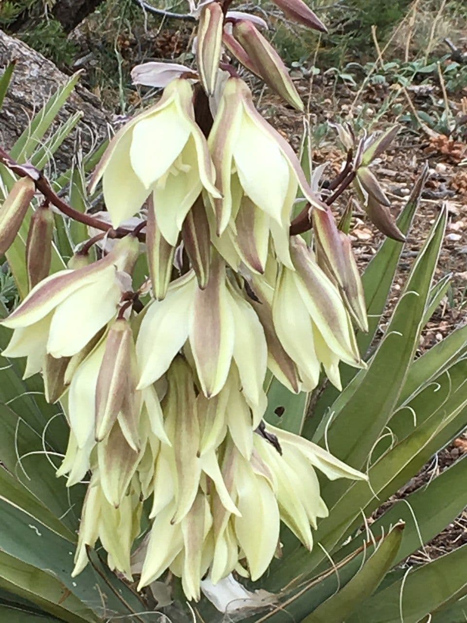 Yucca bacata
