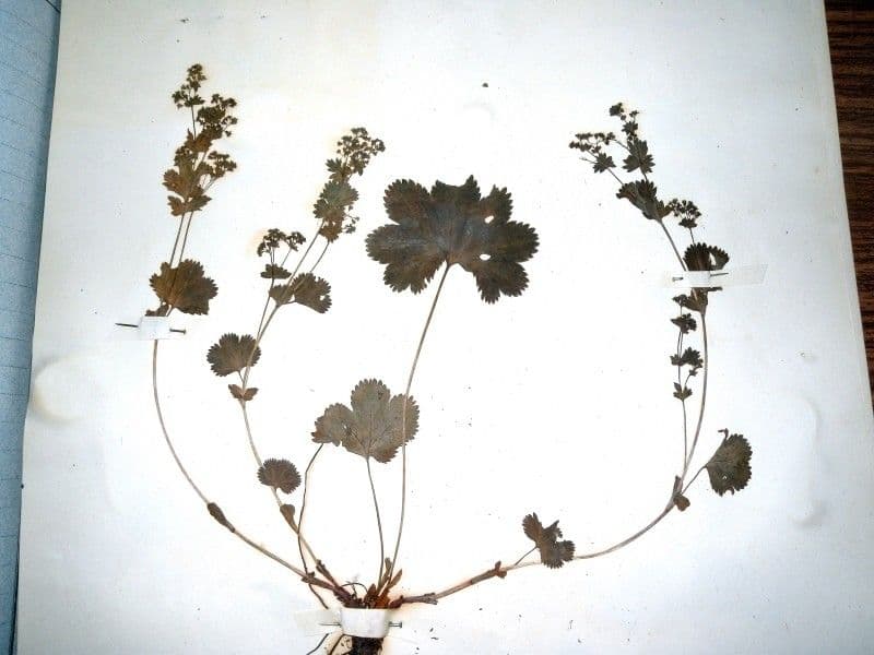 Mniszek 5