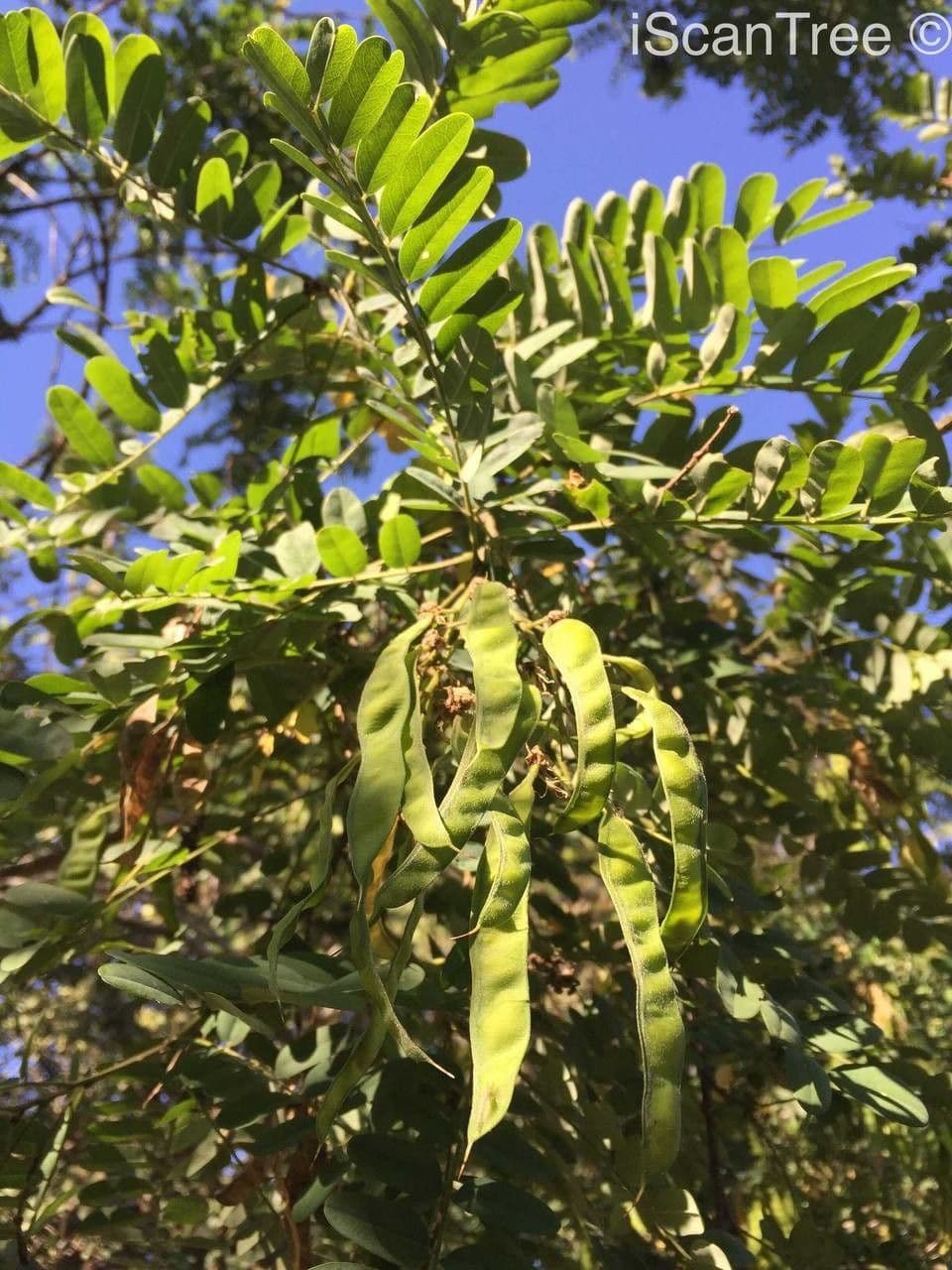 Calpurnia aurea