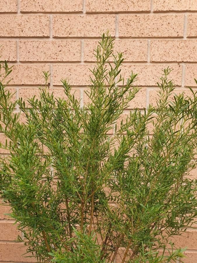 Boronia 10