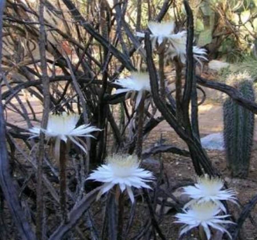 Cereus notturno del deserto