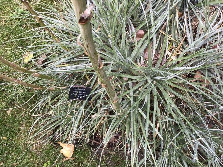 Puya 3