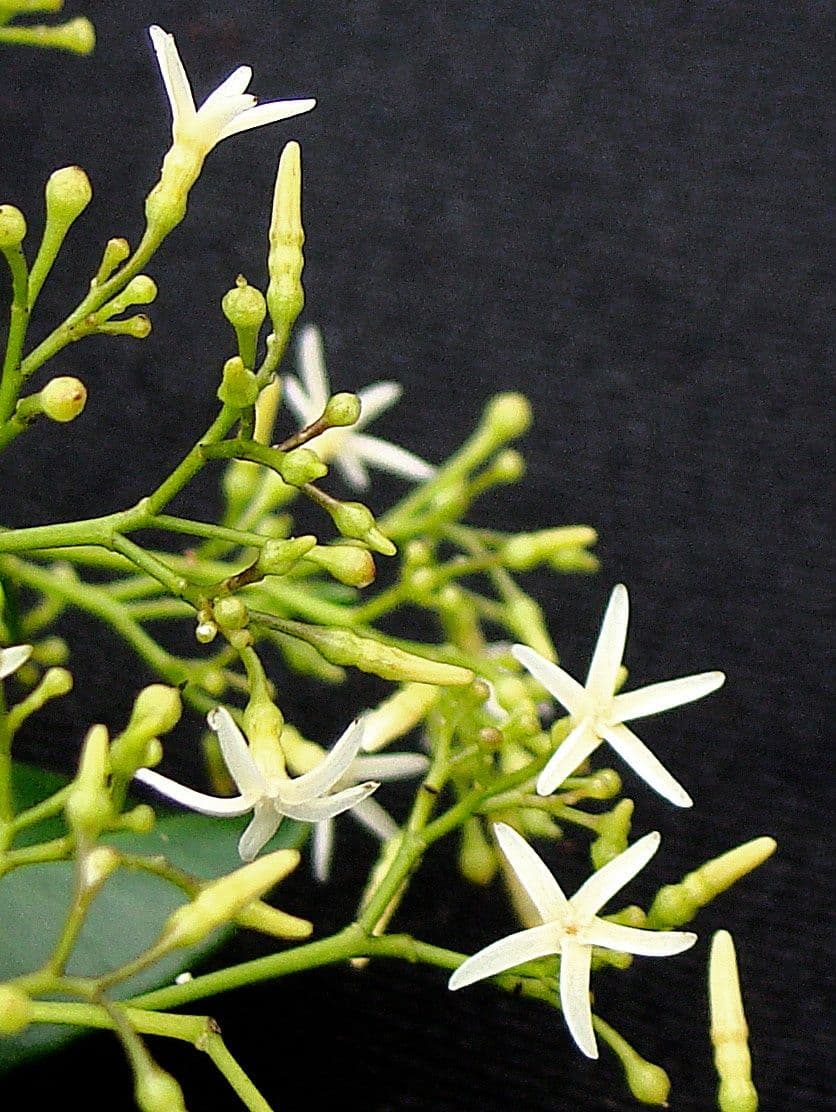 Alstonia 4