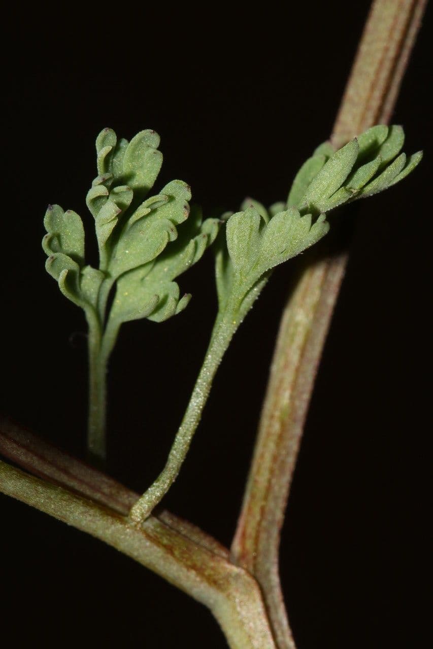 Fumeterre de Kralik 10