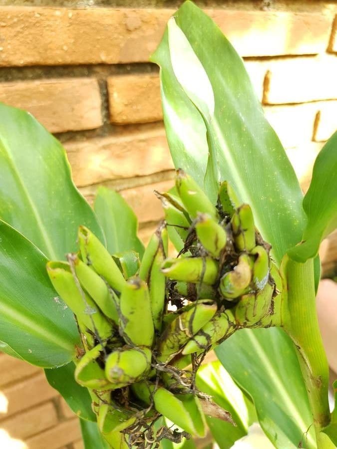 Hedychium coronarium 15