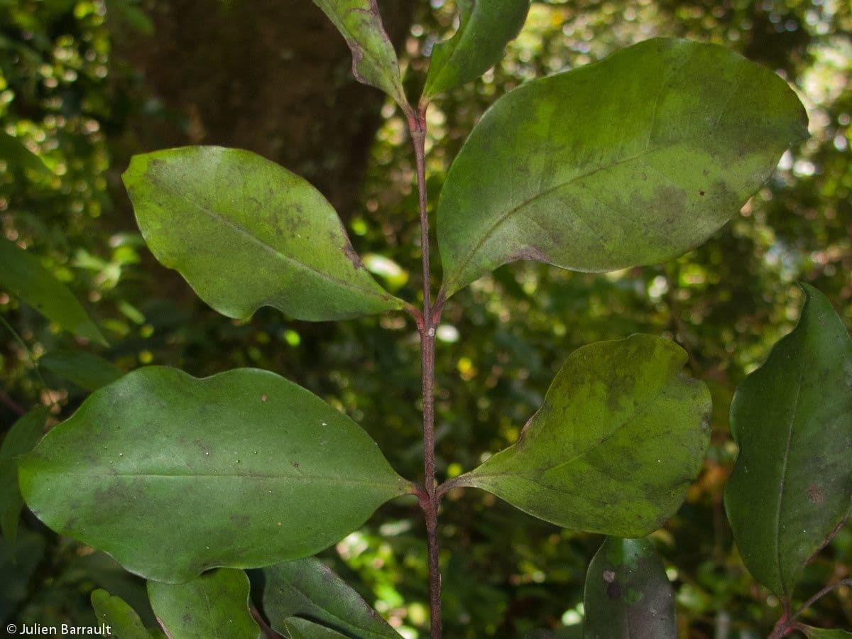 Eugenia 11