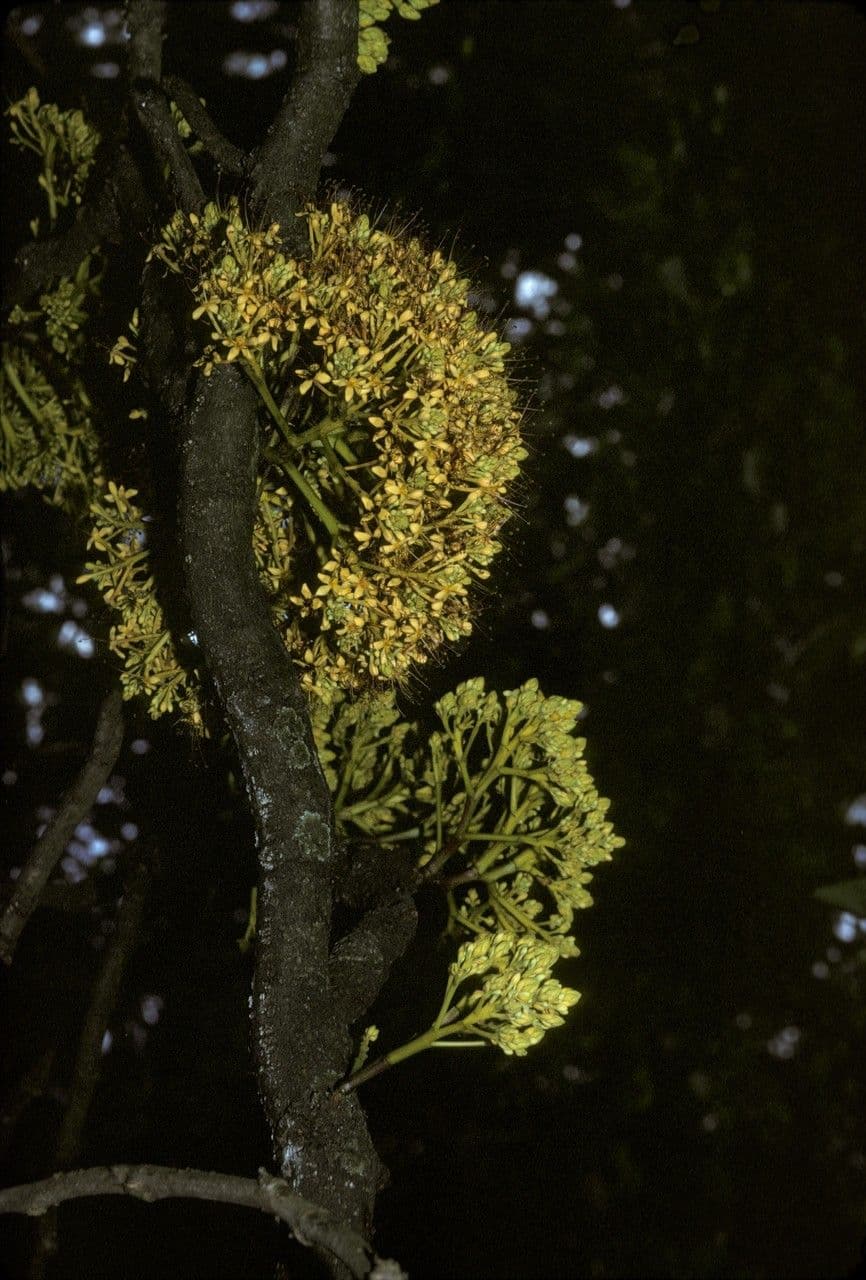 Saraca gialla 2