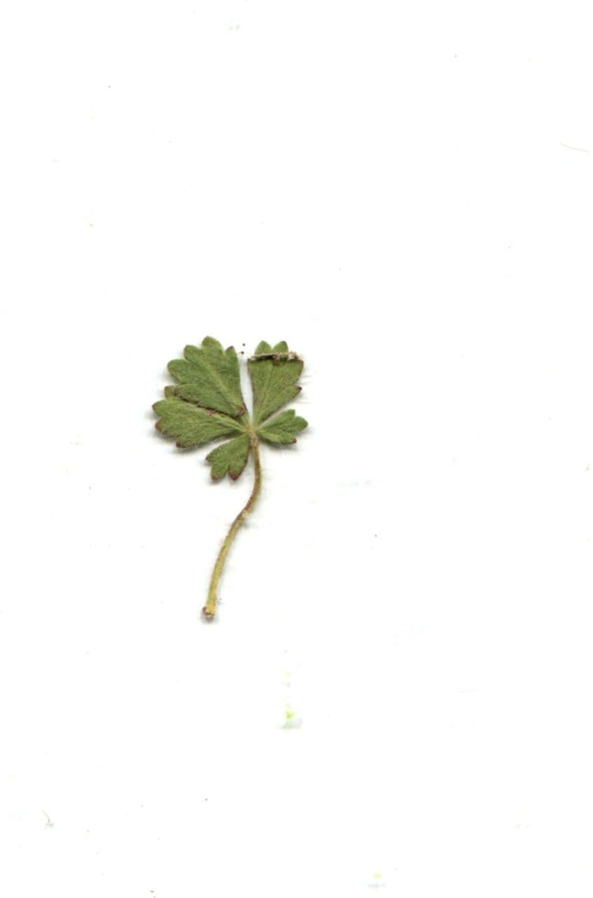 Cincoenrama de primavera 27
