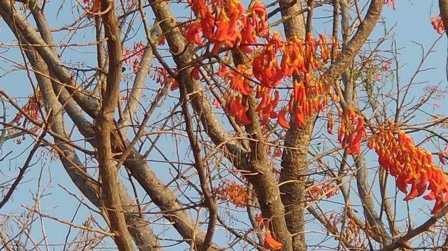Sichellöffelbaum 12