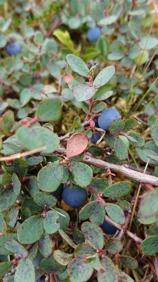 Rauschbeere 22