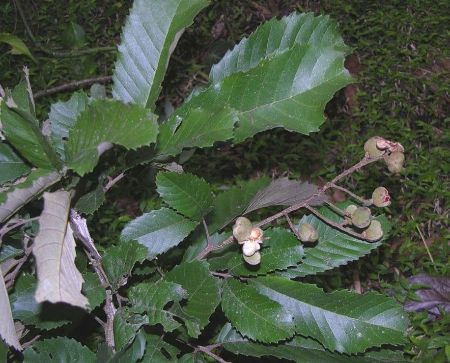 Cupania 16