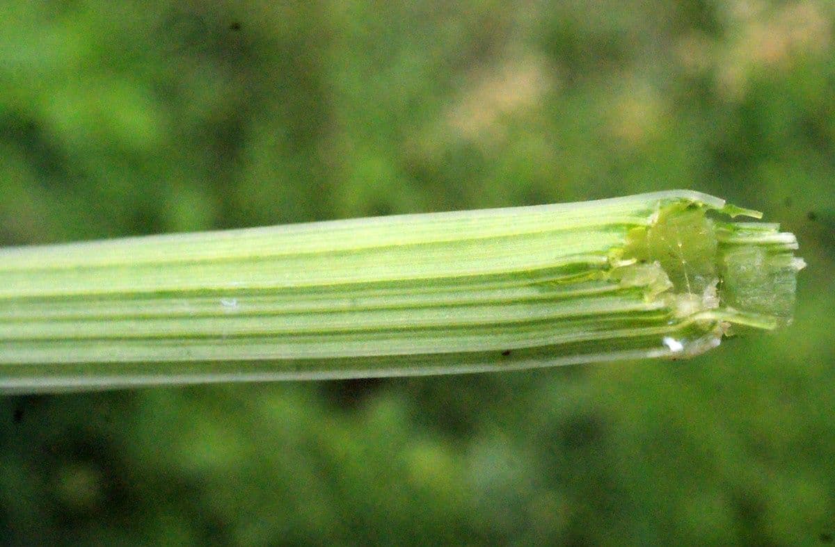 Finocchio acquatico 23