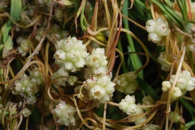 Cuscuta del lino 2