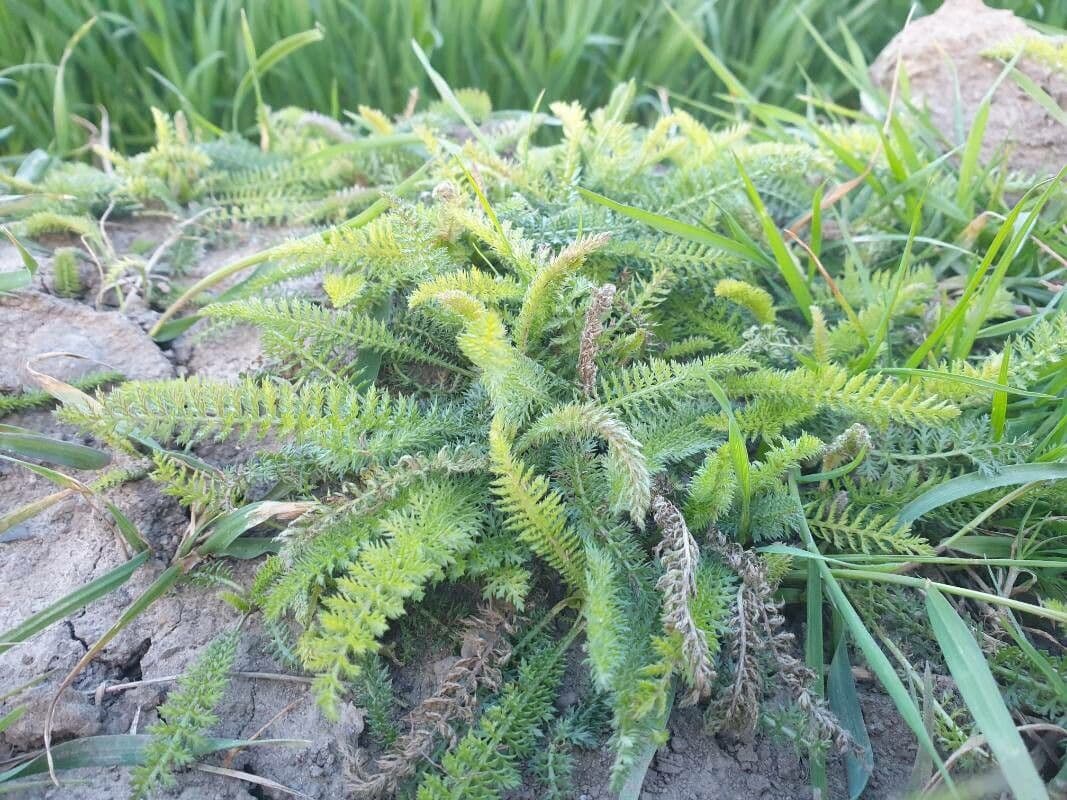 Achillea odorata 11