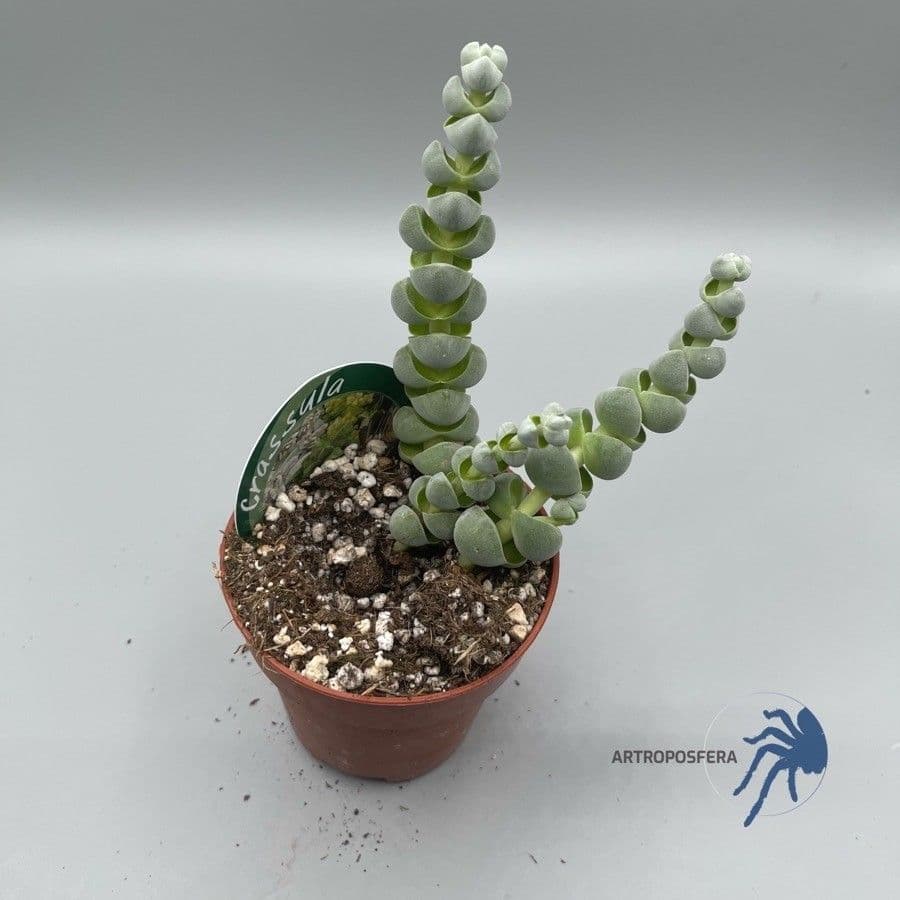 Crassula 3