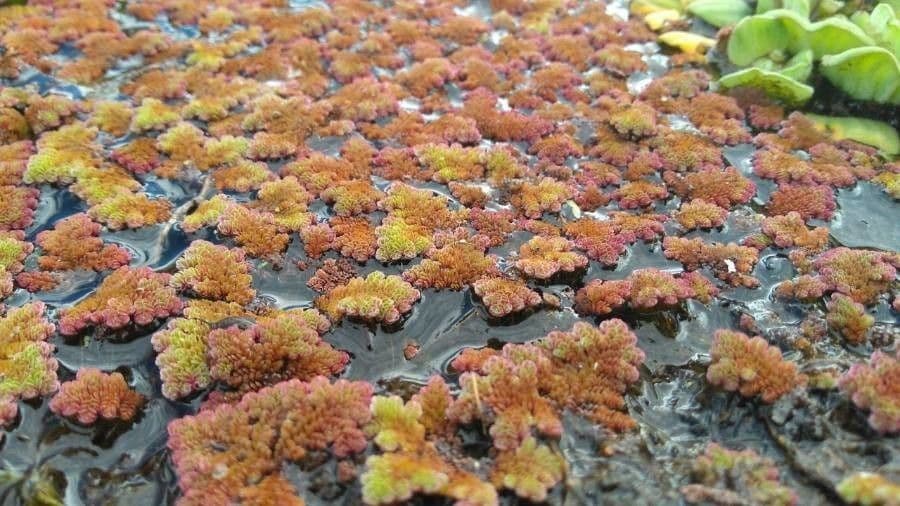 Azolla della Carolina 4