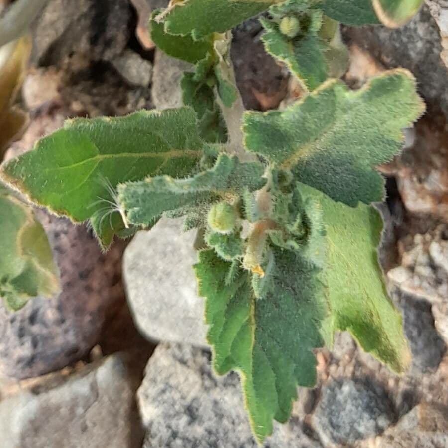 Mentzelia 10
