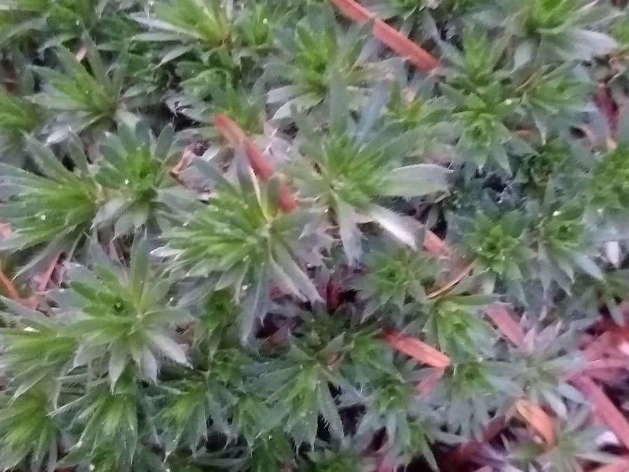 Draba 3
