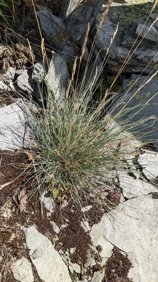 Festuca blu 22