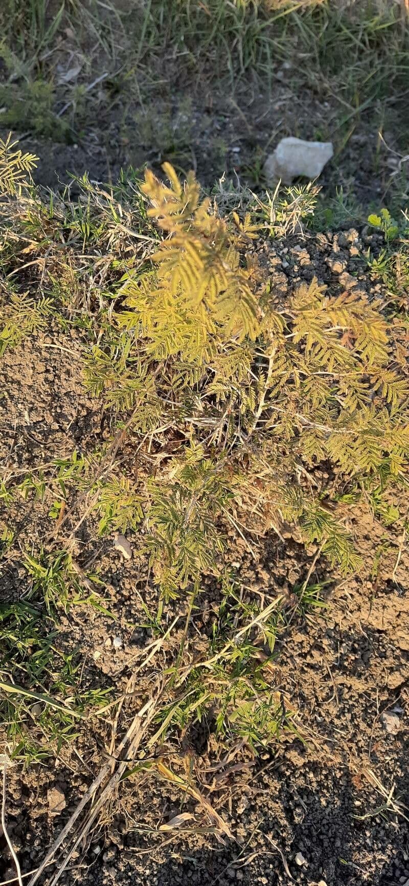 Prosopis 15