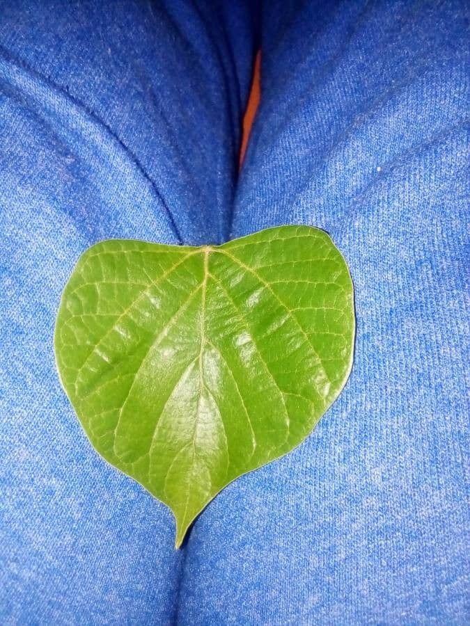 Gmelina arborea 19