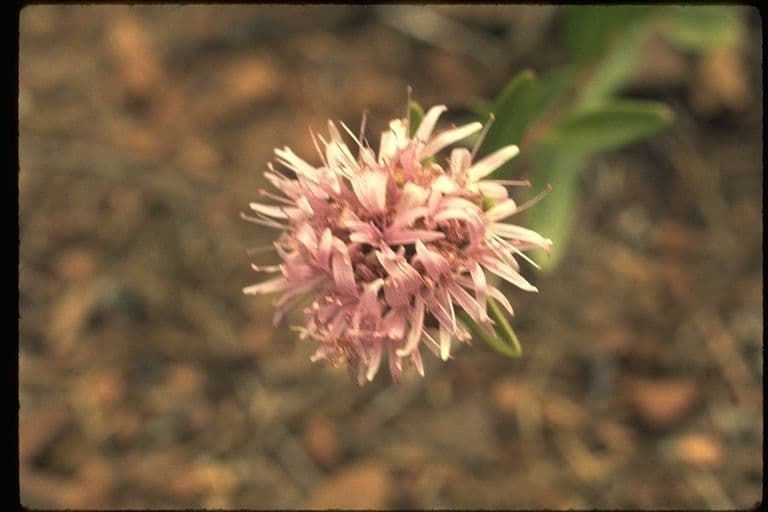 Monardella purpurea 3