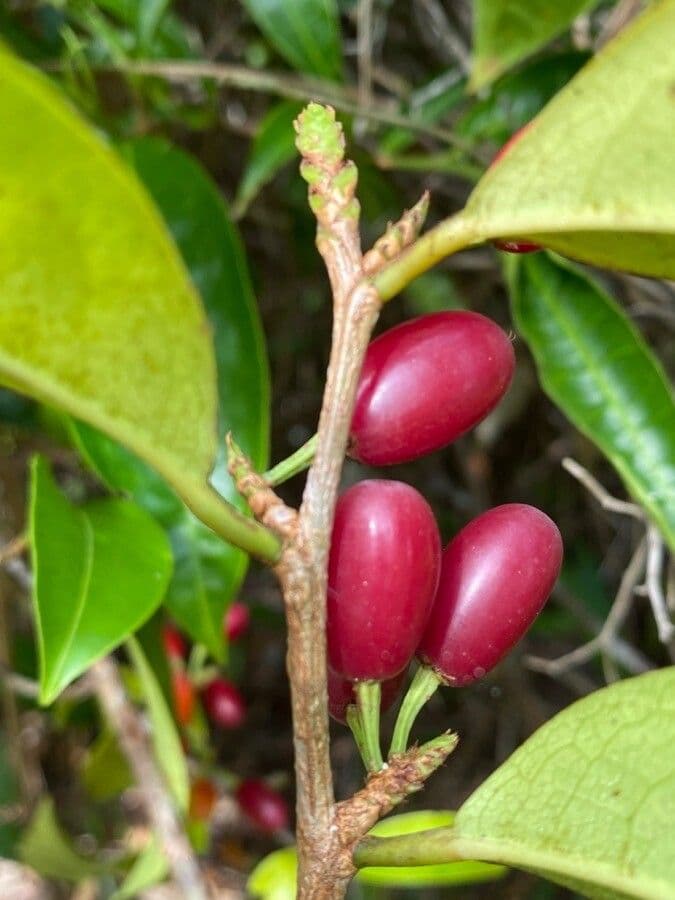 Erythroxylum