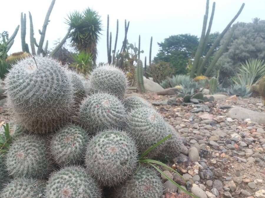 Cactus 7