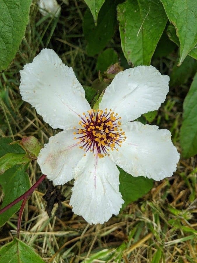 Stewartia ovata