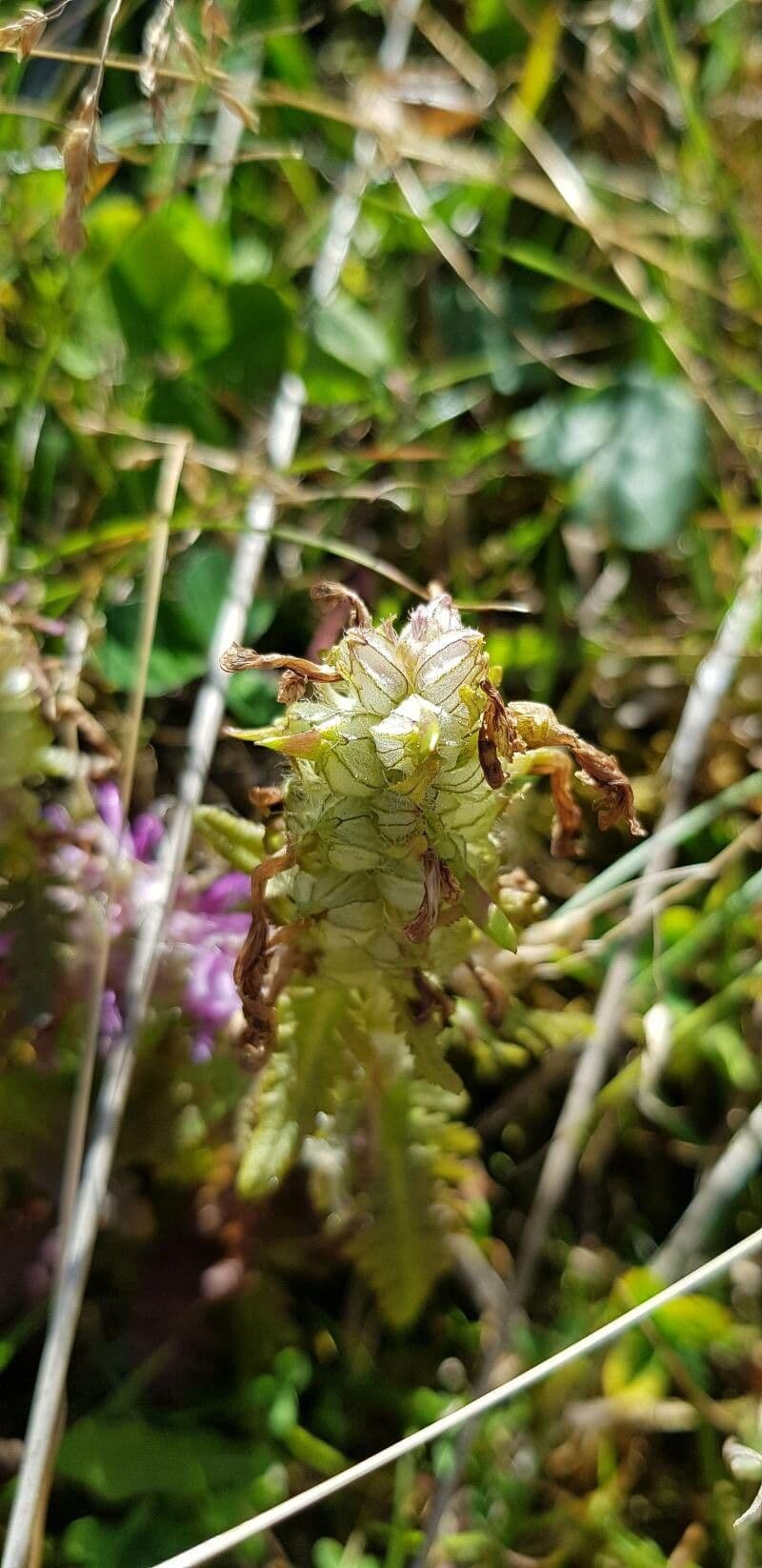 Pedicolare verticillata 3