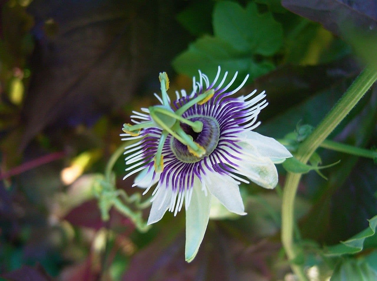 Passiflora morifolia 2