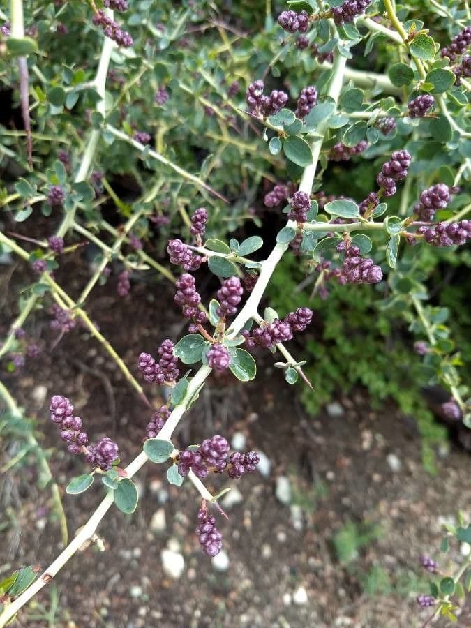 Ceanothus celokrajný 4