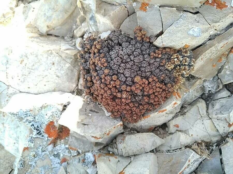 Schweizer Felsenblümchen 21
