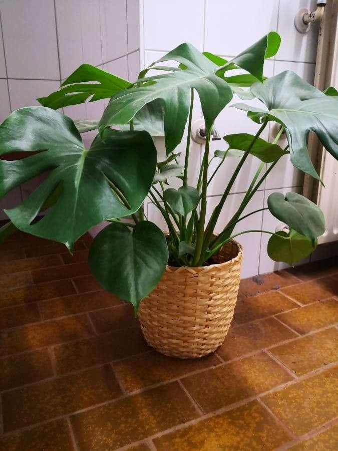 Monstera lahodná 13