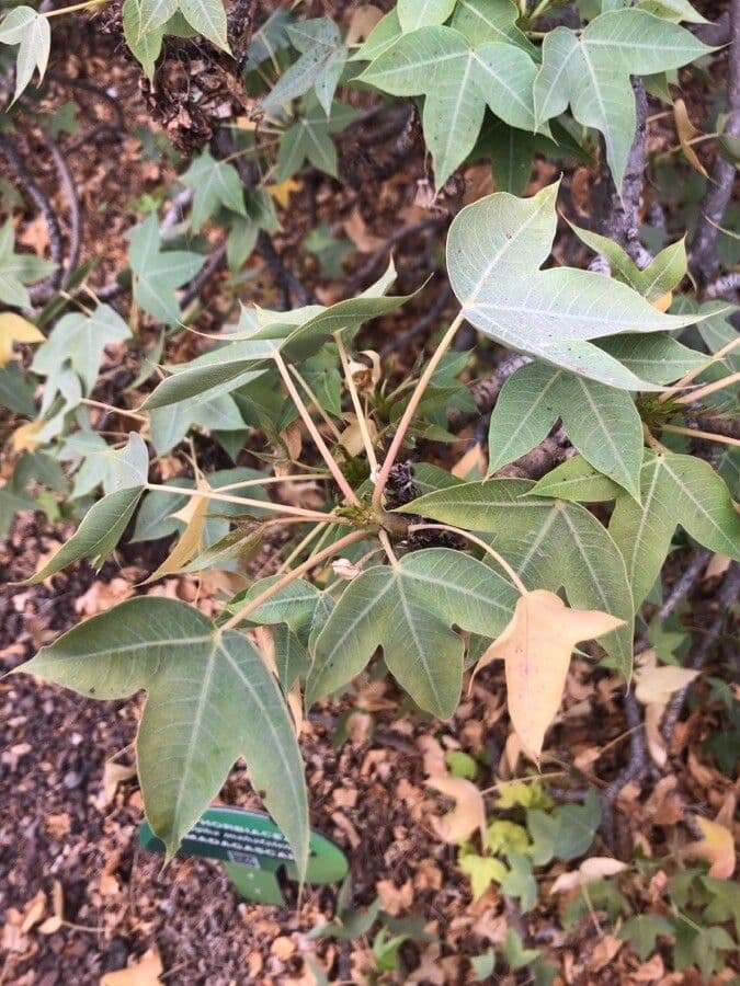 Jatropa