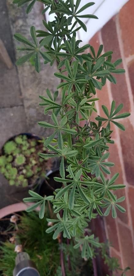Baum-Lupine 17