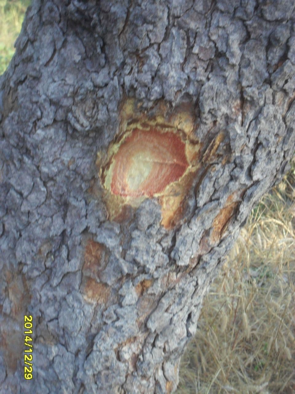 Lophira 9
