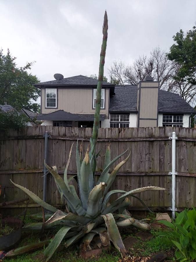 Havard-Agave 12