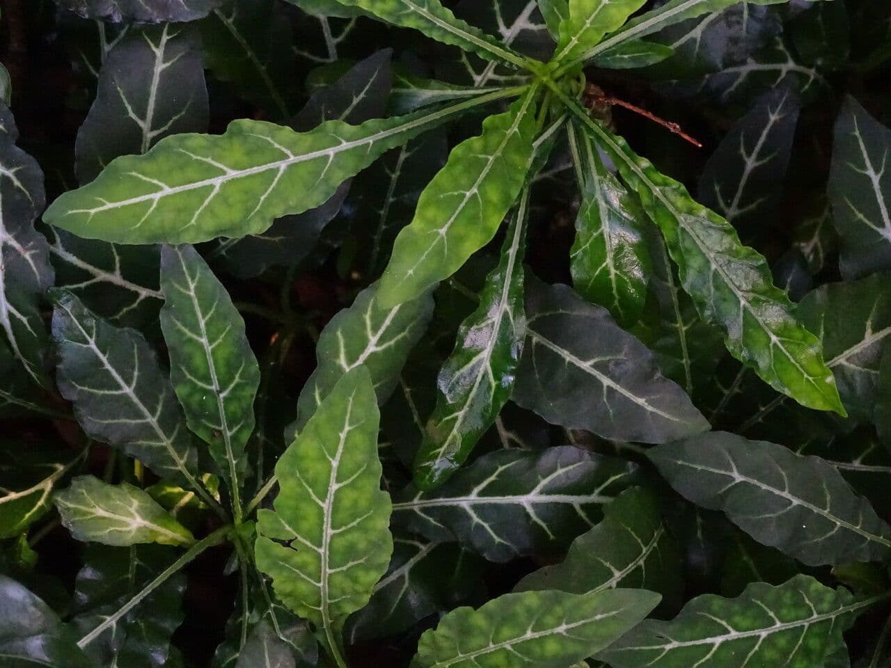 Crossandra 2