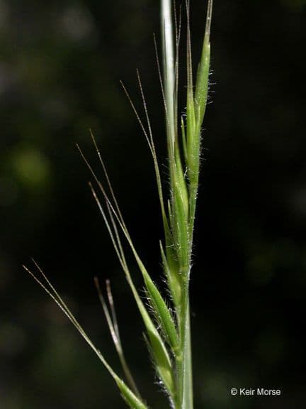 Vulpia 3