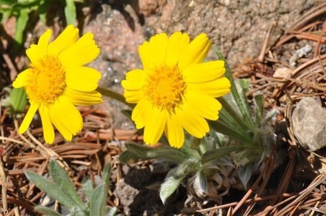 Actinea acaules 4