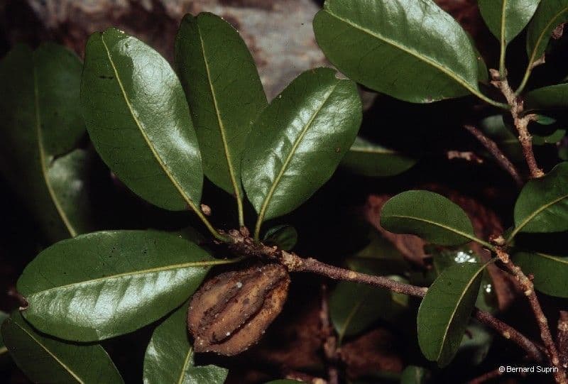 Planchonella 2
