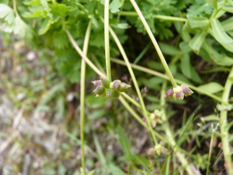 Callianthemum coriandrifolium