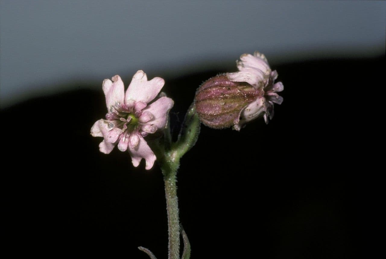 Silene 3