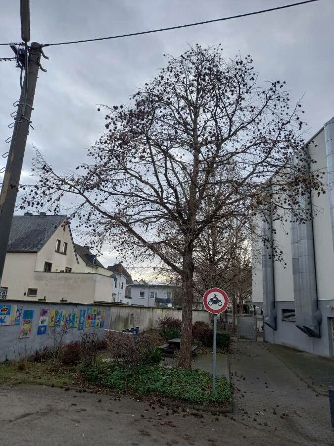 Baumhasel 11