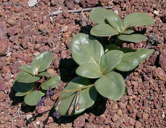 Cycladenia 7